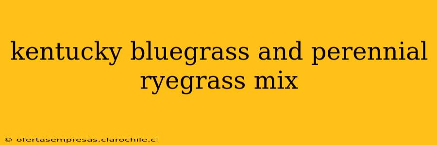 kentucky bluegrass and perennial ryegrass mix