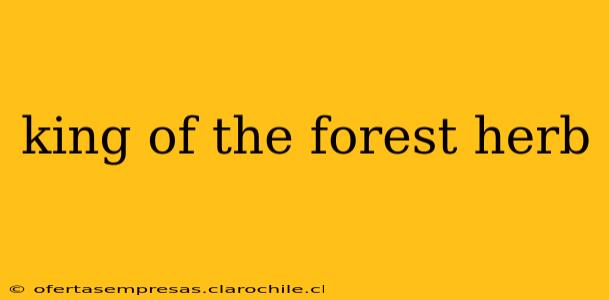 king of the forest herb