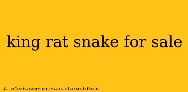 king rat snake for sale