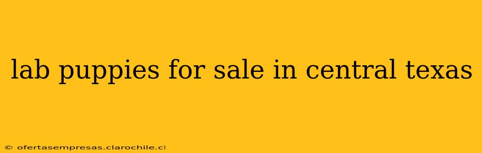 lab puppies for sale in central texas