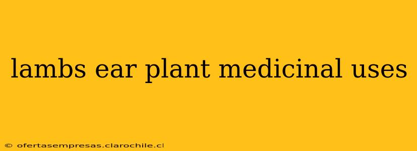lambs ear plant medicinal uses