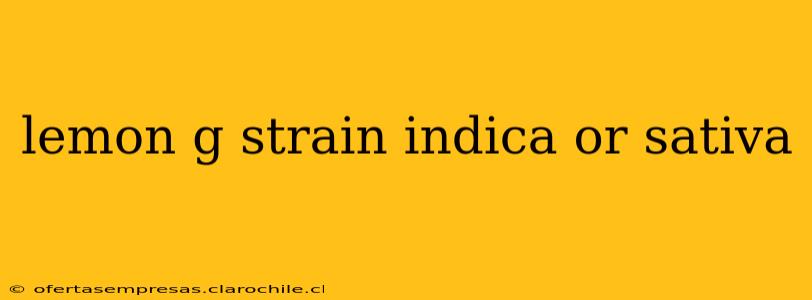 lemon g strain indica or sativa