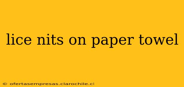 lice nits on paper towel