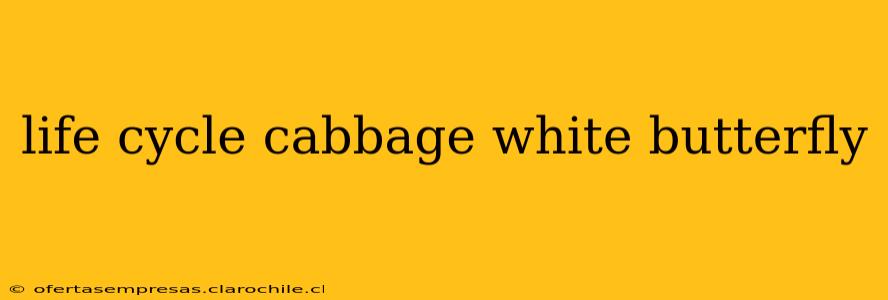 life cycle cabbage white butterfly