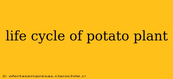 life cycle of potato plant