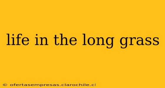 life in the long grass