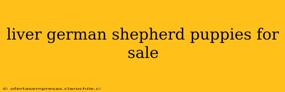 liver german shepherd puppies for sale