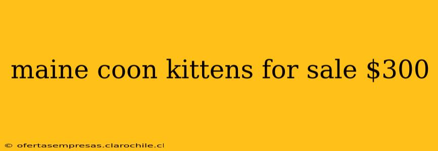 maine coon kittens for sale $300