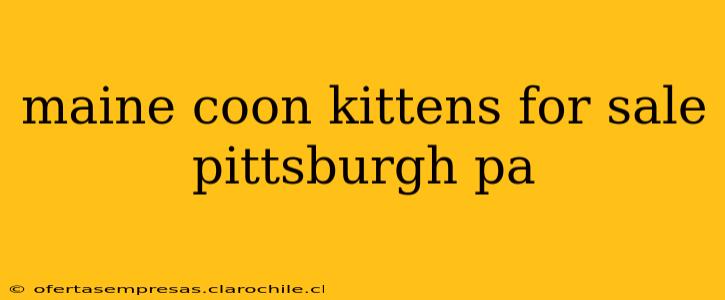 maine coon kittens for sale pittsburgh pa