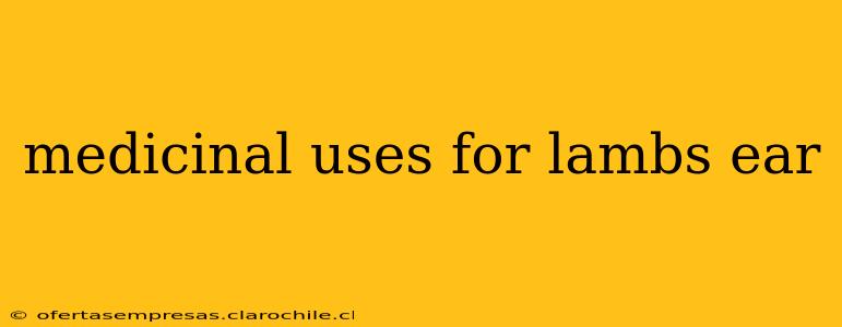 medicinal uses for lambs ear