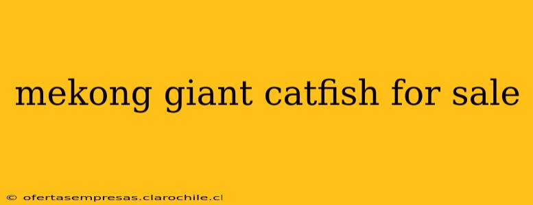 mekong giant catfish for sale