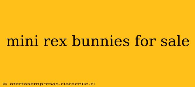 mini rex bunnies for sale