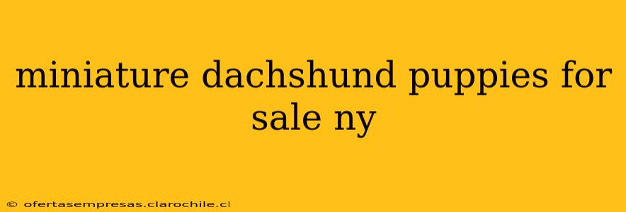 miniature dachshund puppies for sale ny