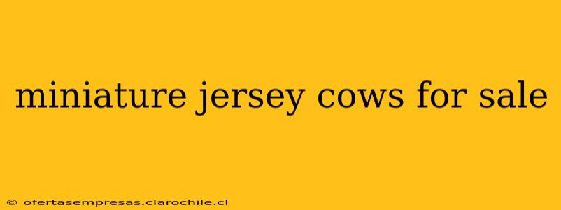 miniature jersey cows for sale