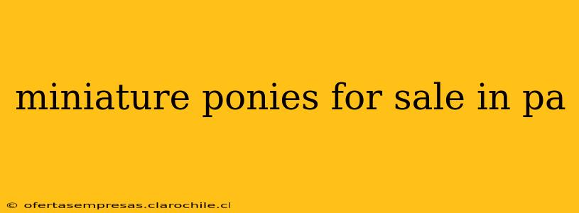 miniature ponies for sale in pa
