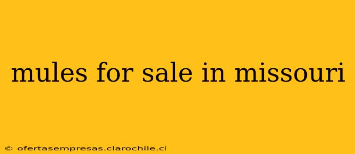mules for sale in missouri