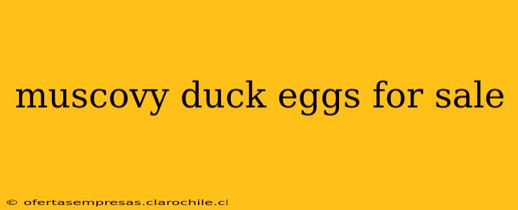 muscovy duck eggs for sale