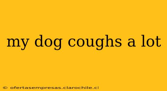 my dog coughs a lot