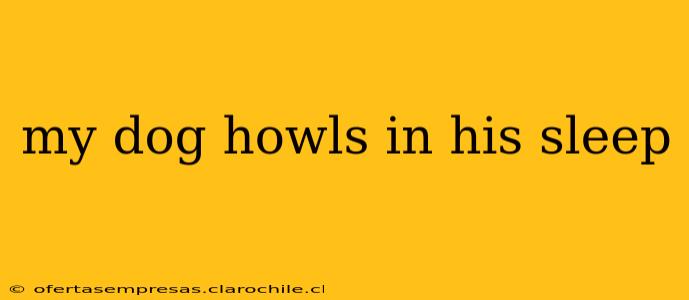 my dog howls in his sleep