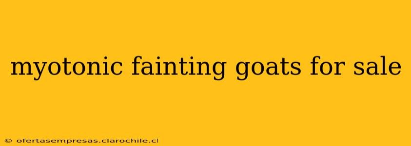 myotonic fainting goats for sale