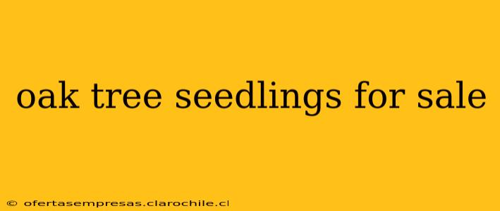 oak tree seedlings for sale