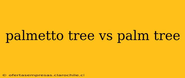 palmetto tree vs palm tree