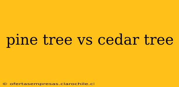 pine tree vs cedar tree