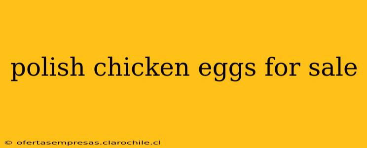 polish chicken eggs for sale