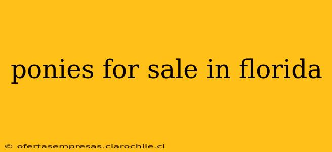 ponies for sale in florida