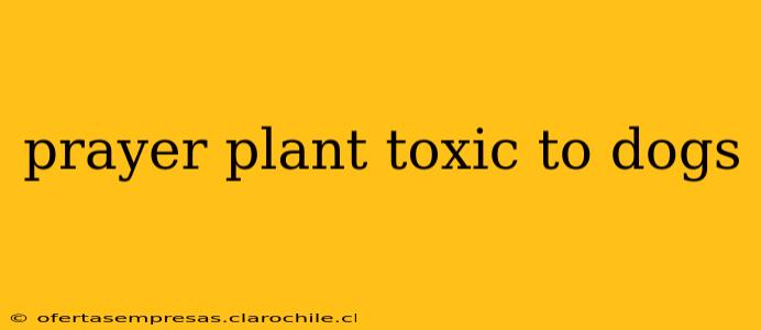 prayer plant toxic to dogs