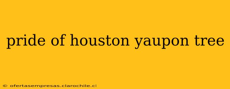 pride of houston yaupon tree