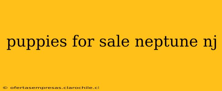 puppies for sale neptune nj