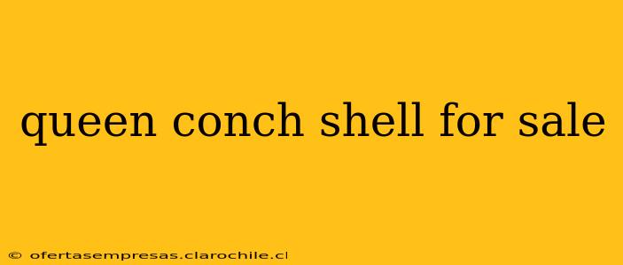 queen conch shell for sale