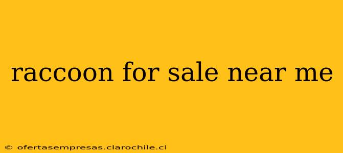 raccoon for sale near me