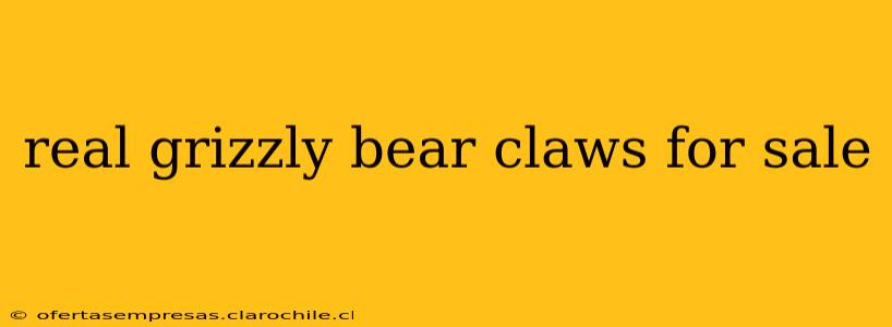 real grizzly bear claws for sale