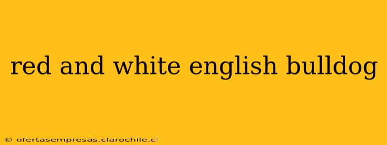 red and white english bulldog