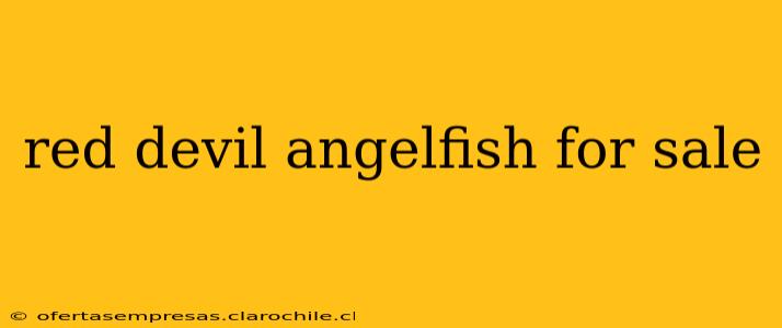 red devil angelfish for sale