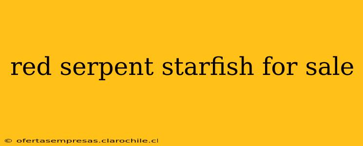 red serpent starfish for sale