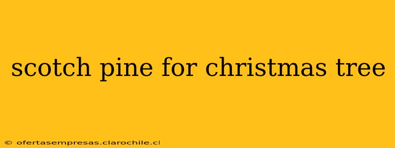 scotch pine for christmas tree