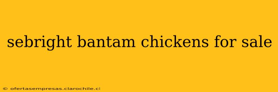 sebright bantam chickens for sale