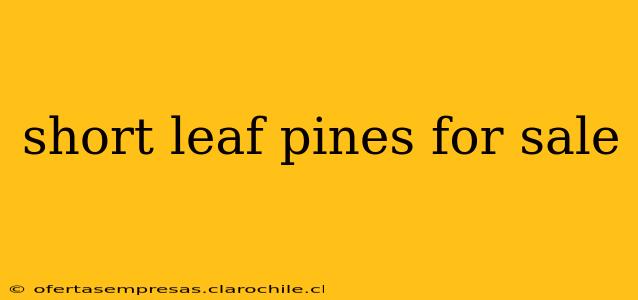 short leaf pines for sale