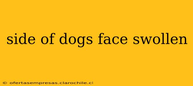 side of dogs face swollen