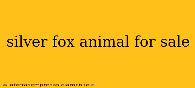 silver fox animal for sale