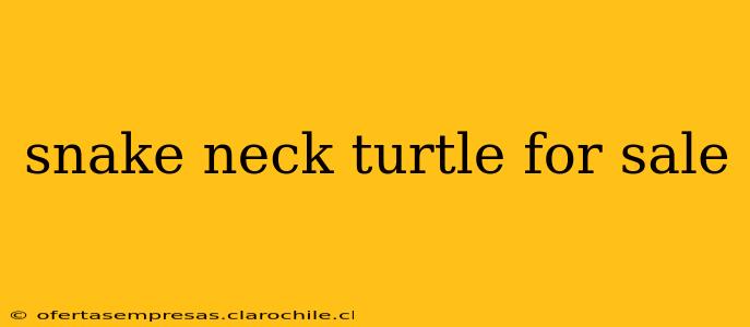 snake neck turtle for sale