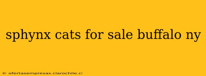 sphynx cats for sale buffalo ny