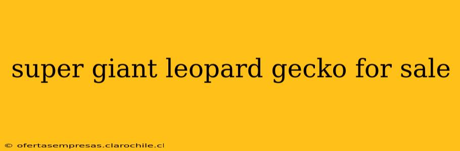 super giant leopard gecko for sale