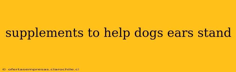 supplements to help dogs ears stand