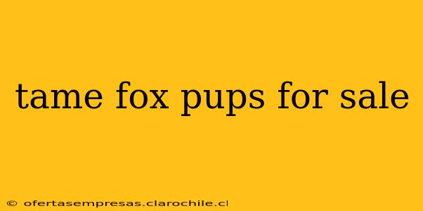 tame fox pups for sale