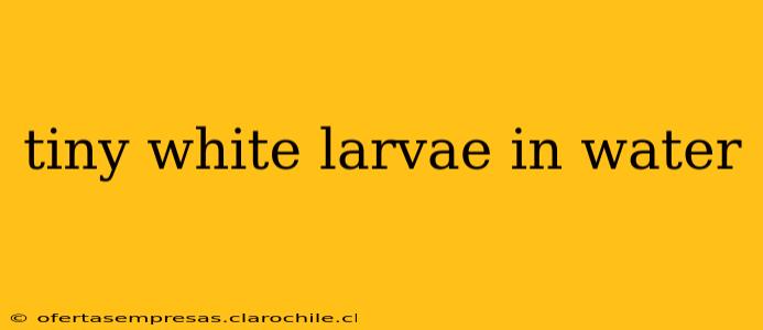 tiny white larvae in water