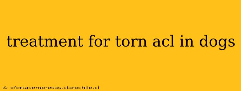 treatment for torn acl in dogs